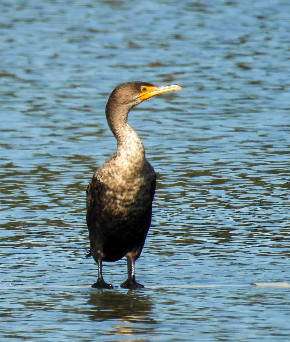 Cormoran à aigrettes - ML645849517
