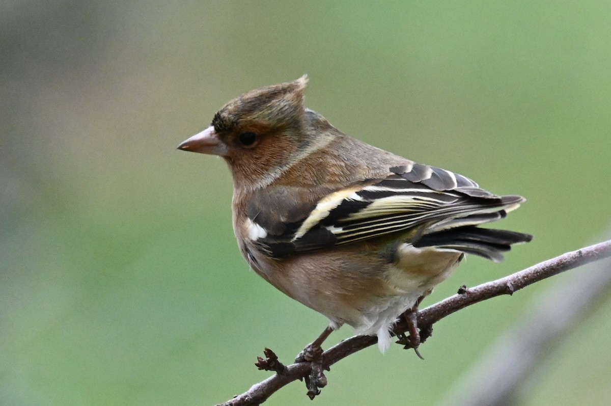 pěnkava obecná - ML645849524