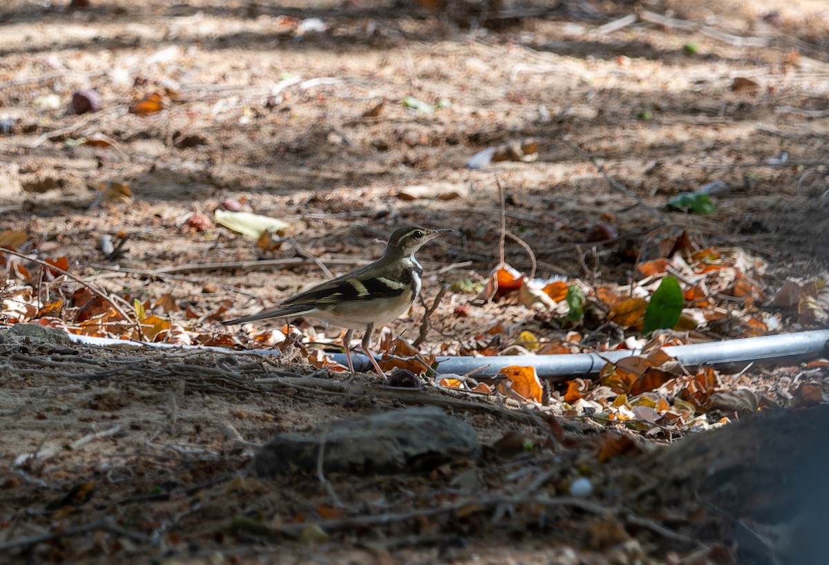 Forest Wagtail - ML645849526