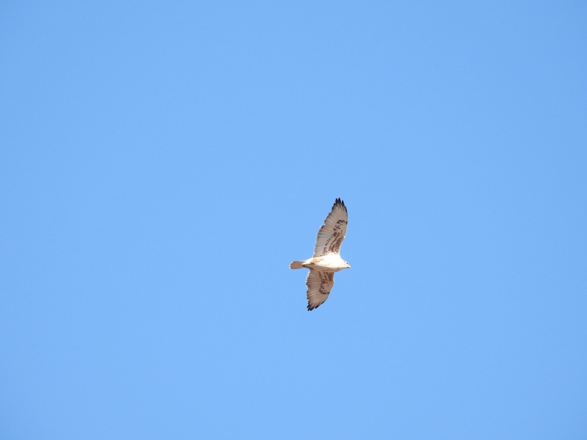 kongevåk - ML645849531