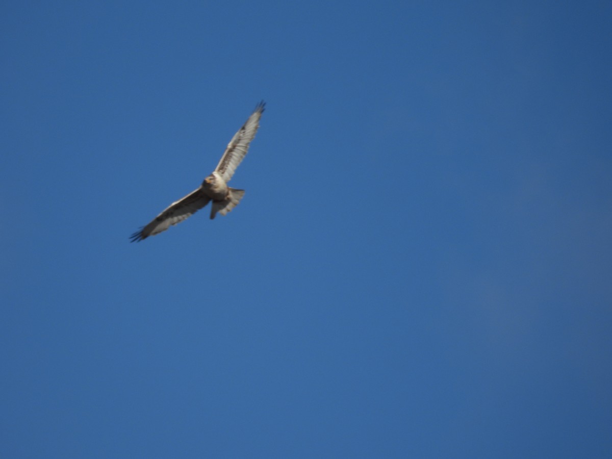 kongevåk - ML645849532