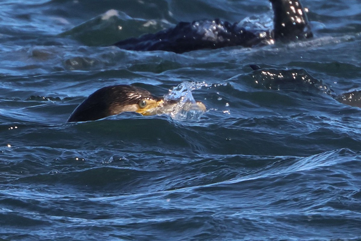 kormorán velký - ML645849535