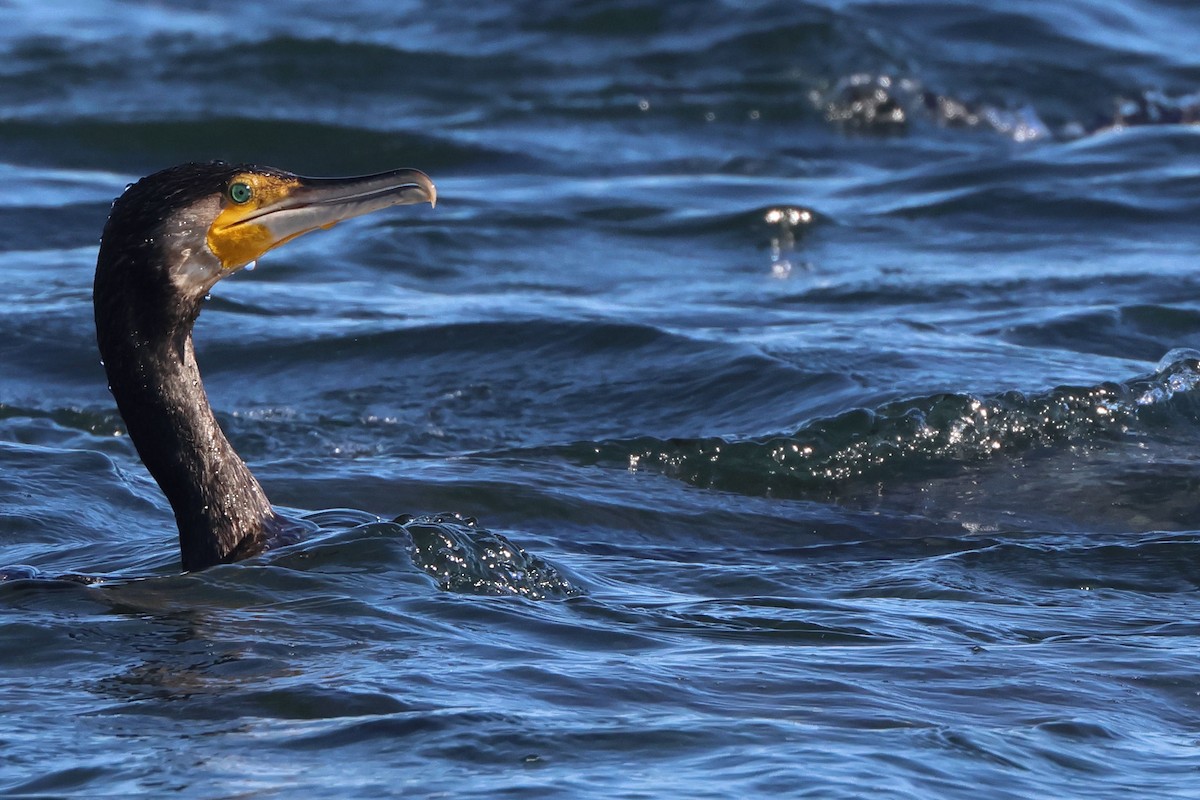 kormorán velký - ML645849536