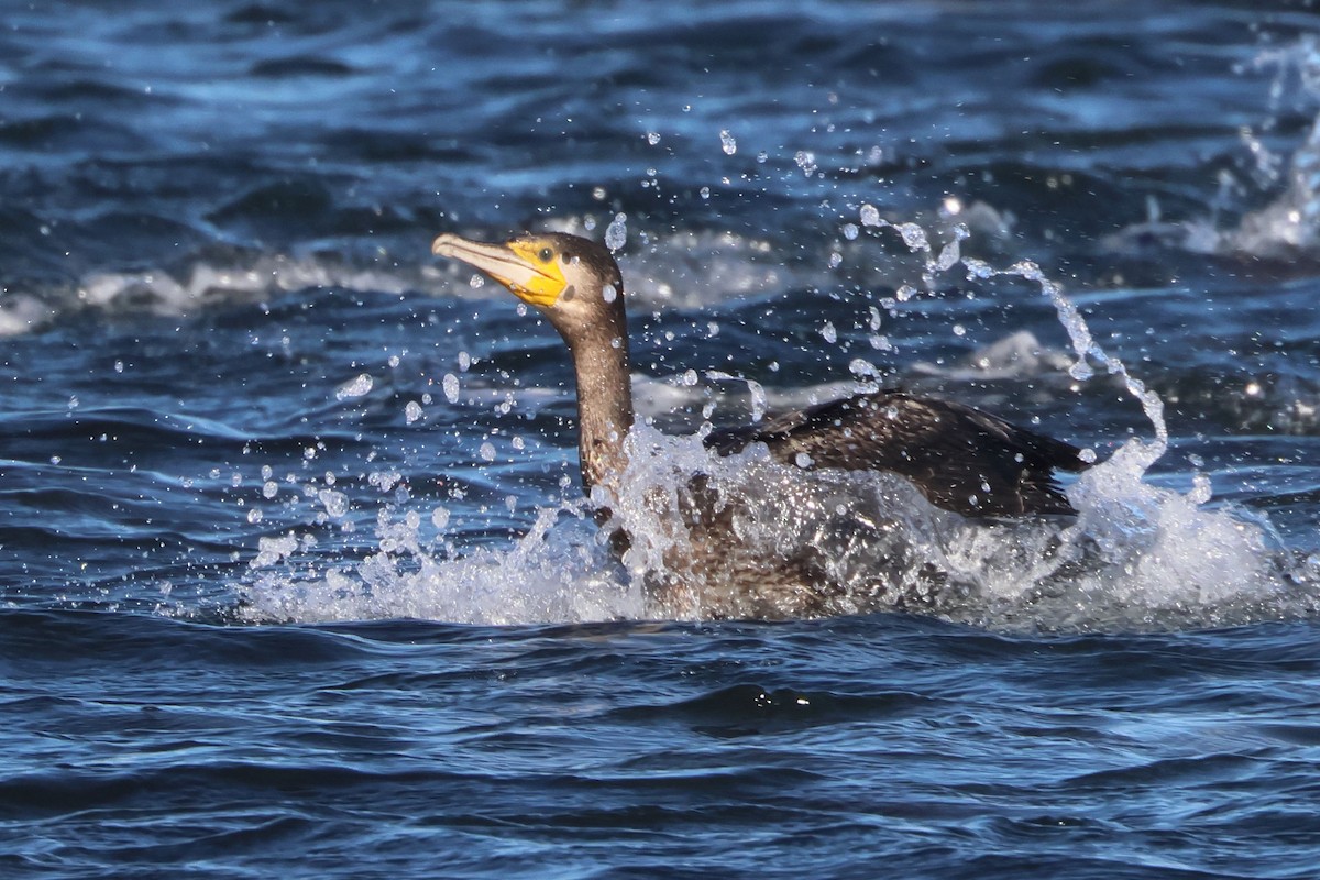 kormorán velký - ML645849538