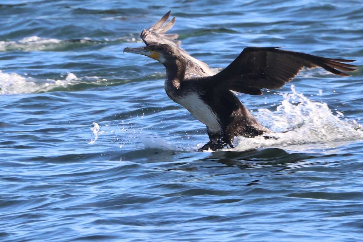 kormorán velký - ML645849539