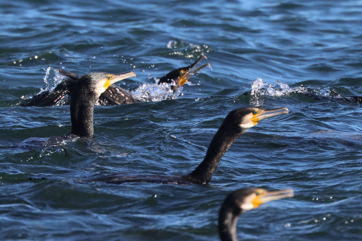 kormorán velký - ML645849540