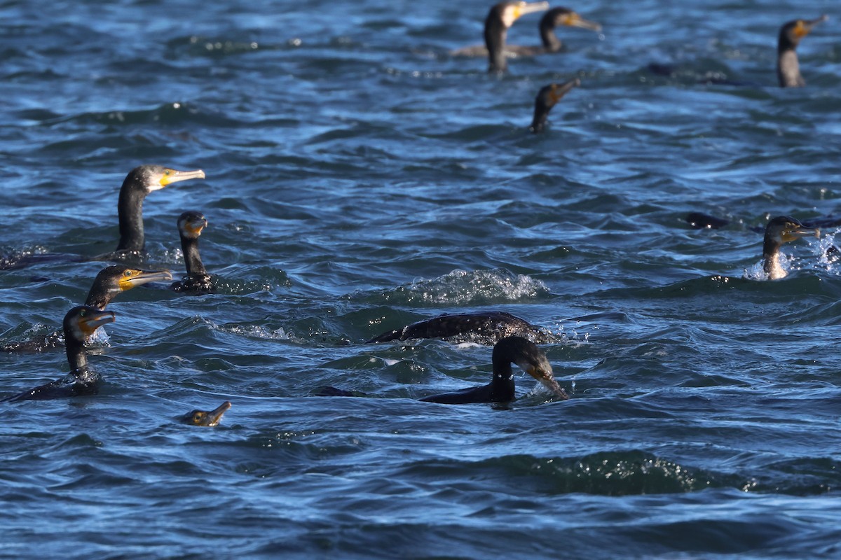 kormorán velký - ML645849541