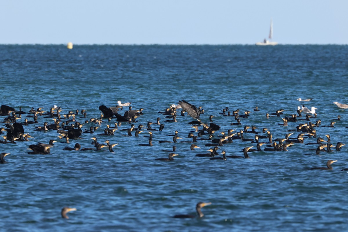 kormorán velký - ML645849542