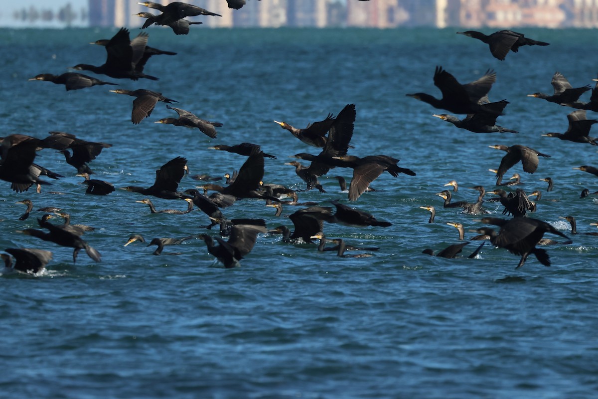 kormorán velký - ML645849543