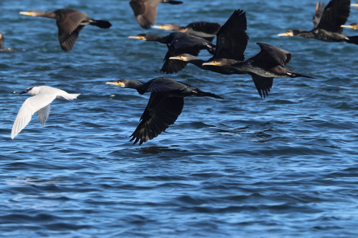 kormorán velký - ML645849544