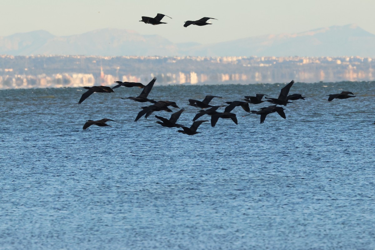 kormorán velký - ML645849545