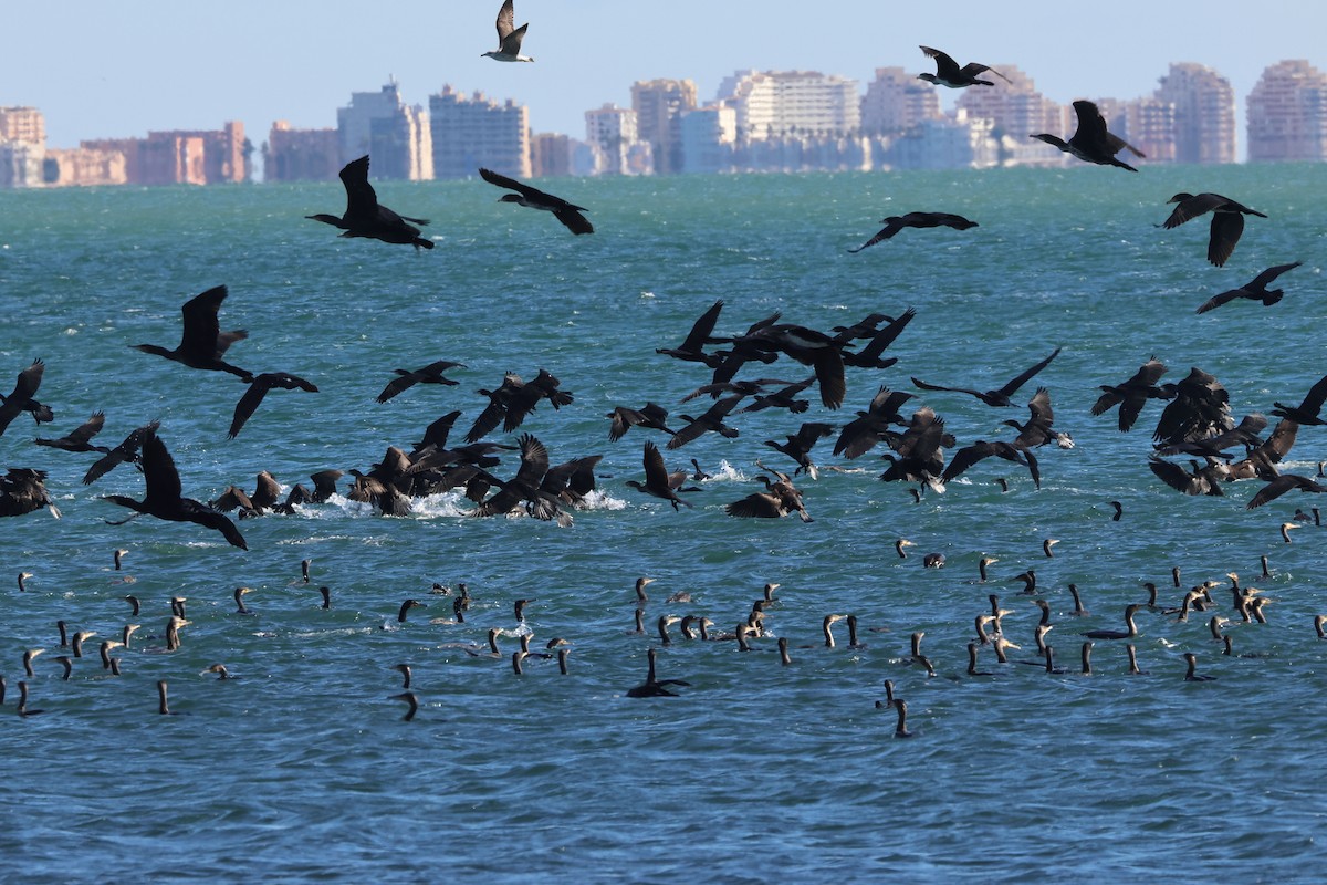 kormorán velký - ML645849546