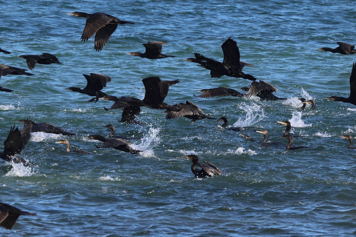 kormorán velký - ML645849547