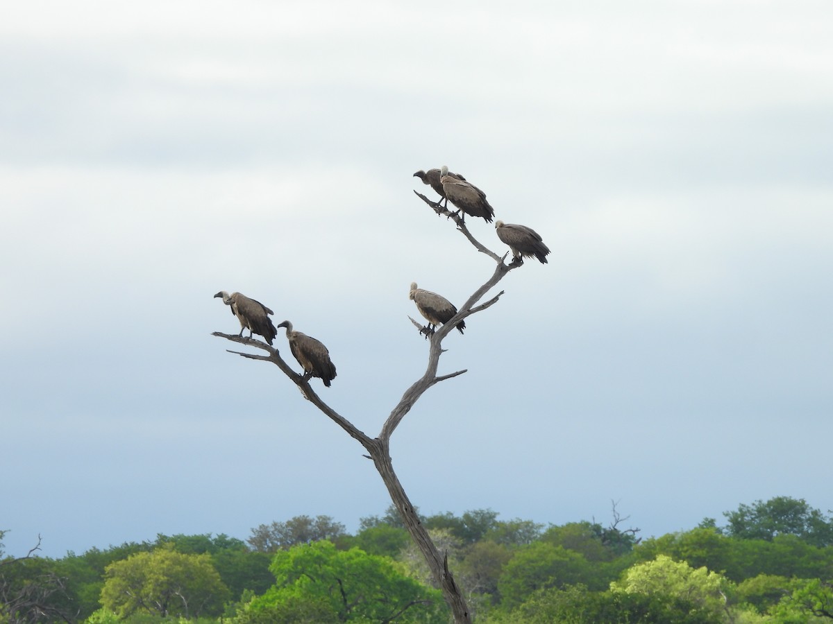 White-backed Vulture - ML645849556