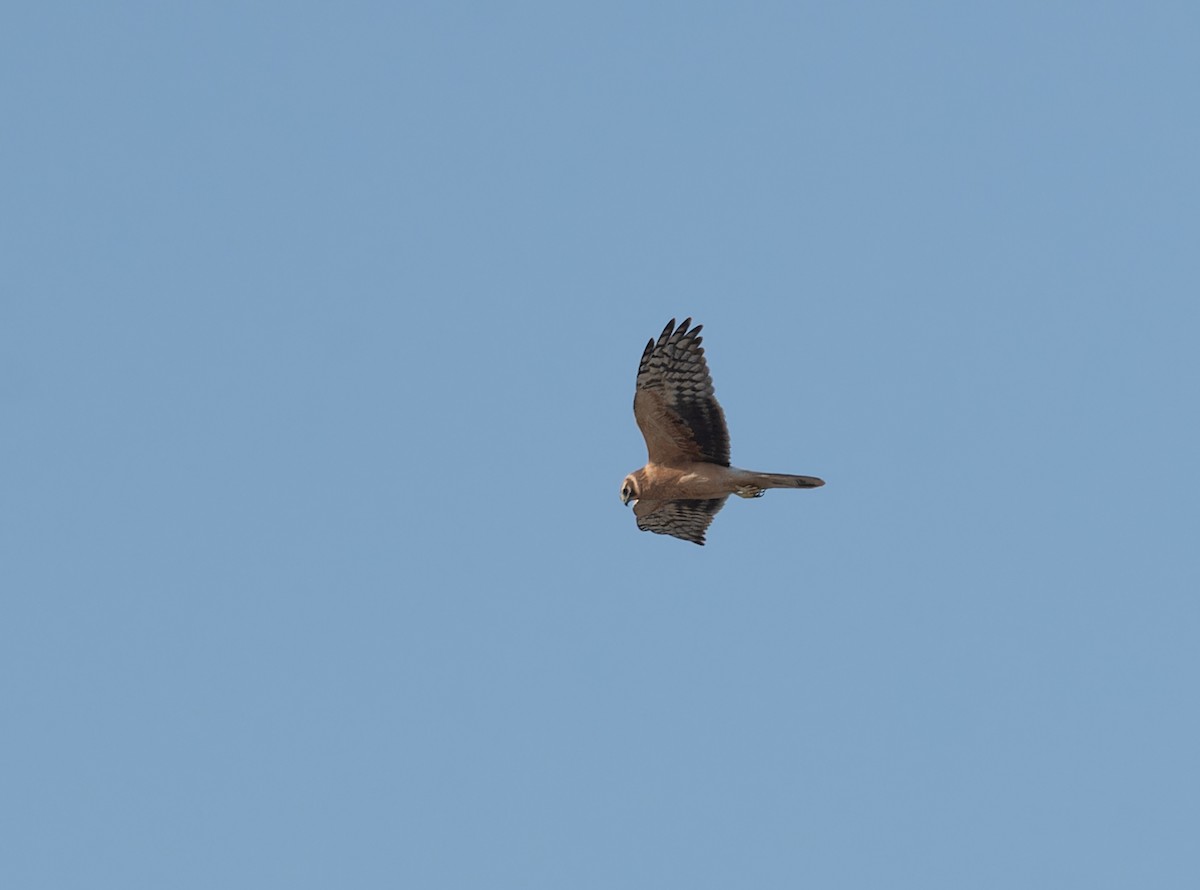 Aguilucho Papialbo - ML645849562