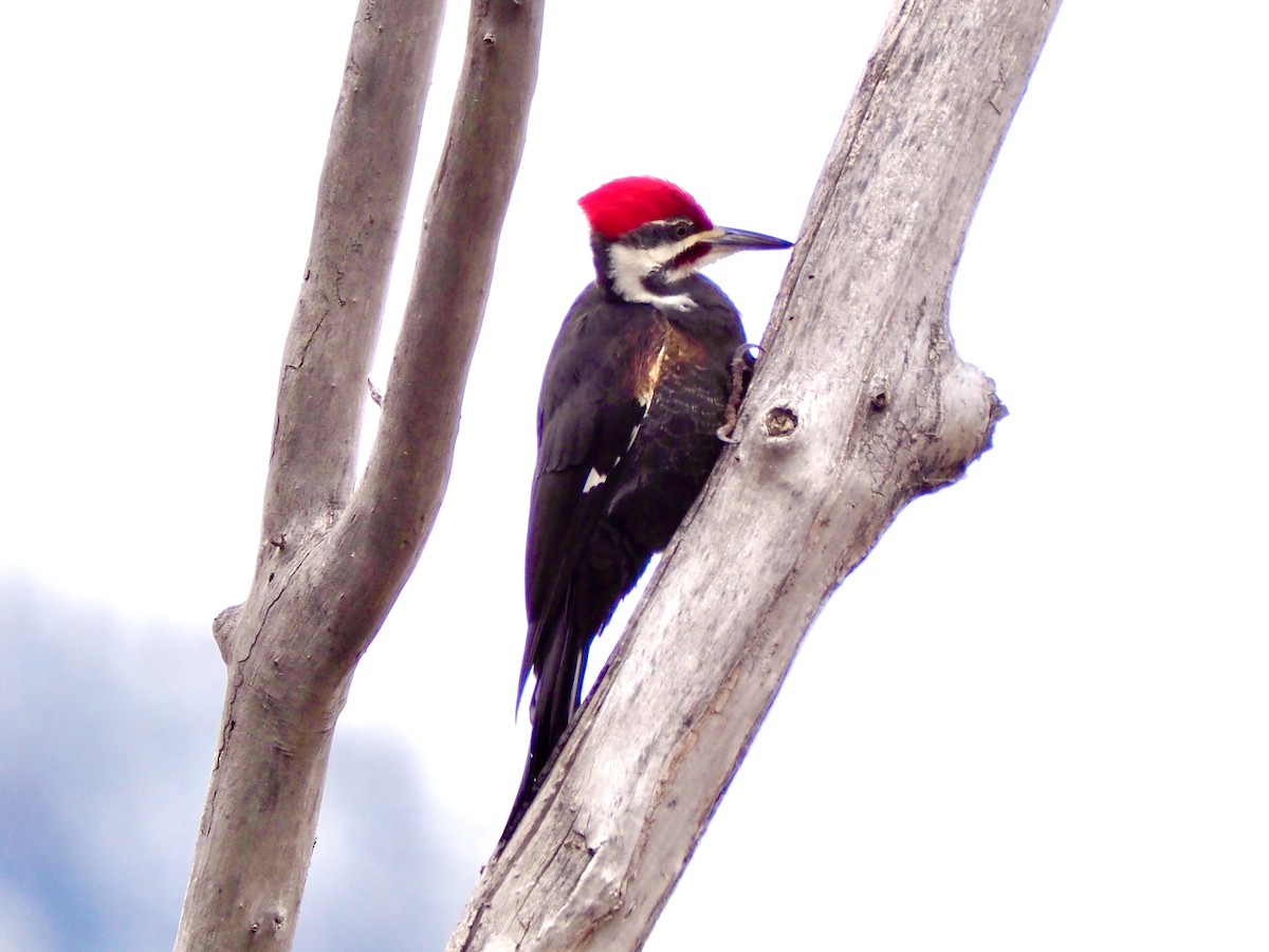 Pileated Woodpecker - ML645849584