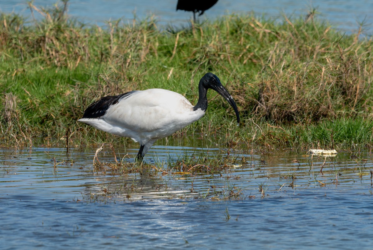 African Sacred Ibis - ML645849587