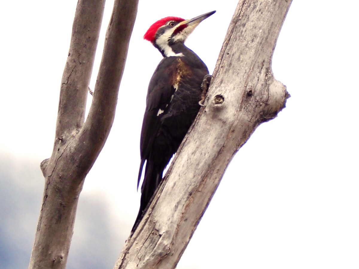 Pileated Woodpecker - ML645849588