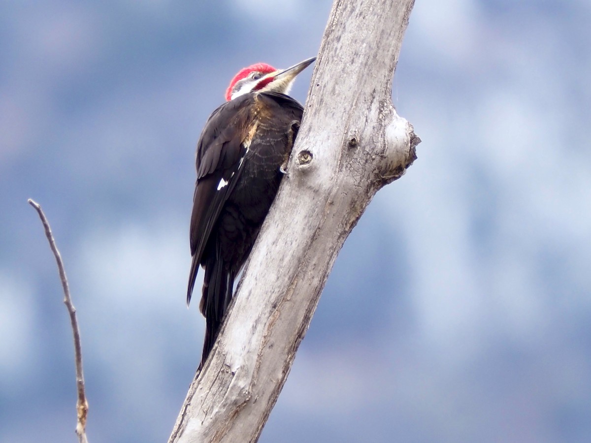 Pileated Woodpecker - ML645849593