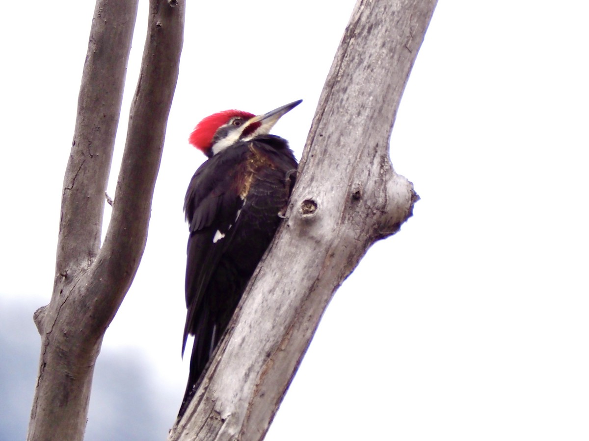 Pileated Woodpecker - ML645849604