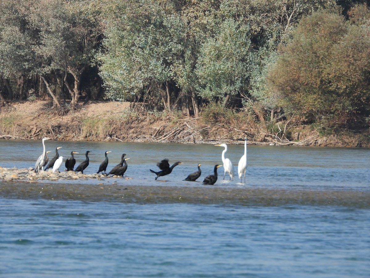 kormorán velký (ssp. sinensis/hanedae) - ML645849613