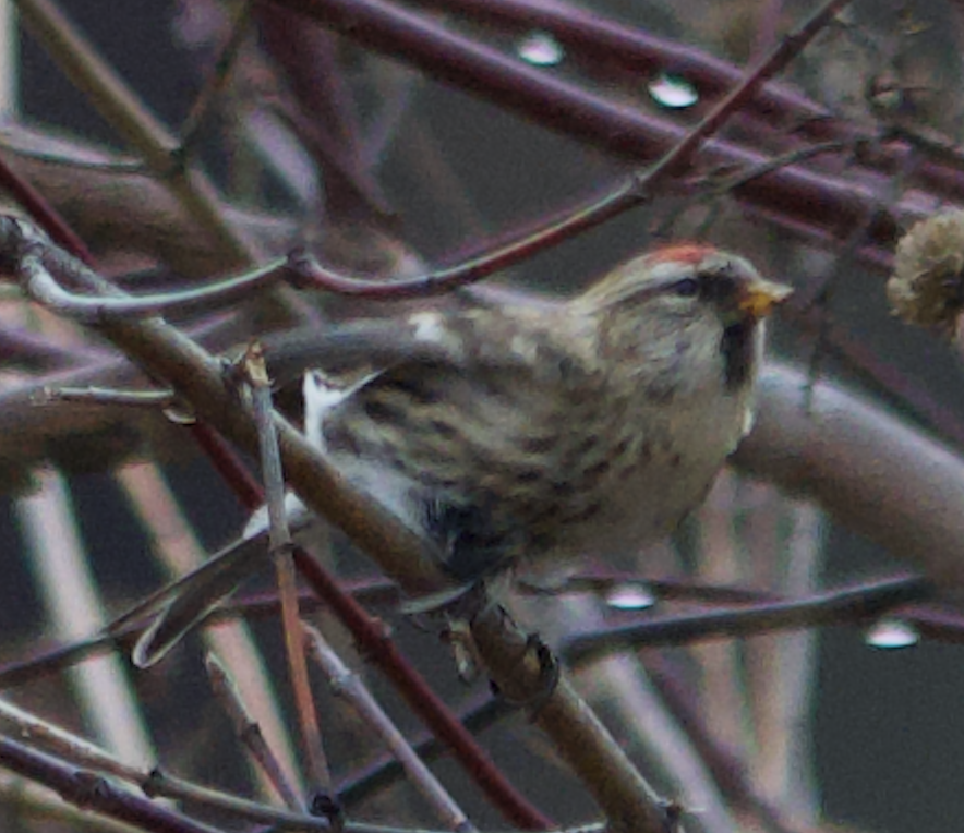 Organetto - ML645849626