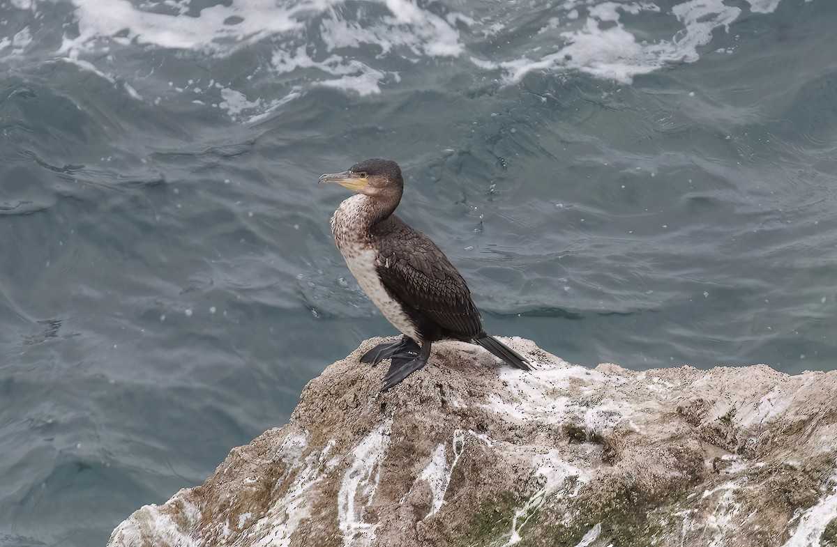 kormorán velký - ML645849635