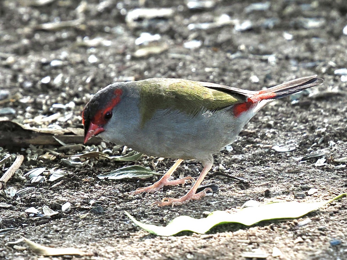 Red-browed Firetail - ML645849640