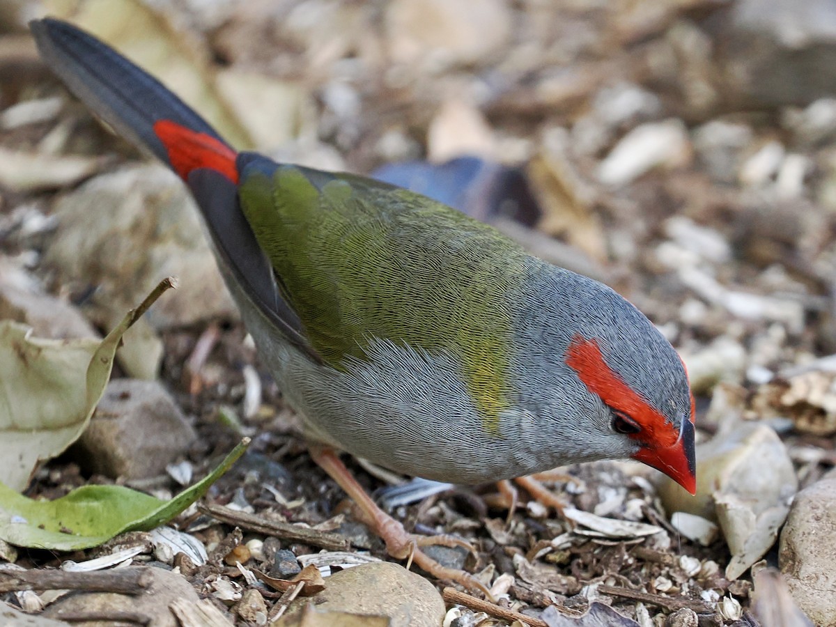 Red-browed Firetail - ML645849641