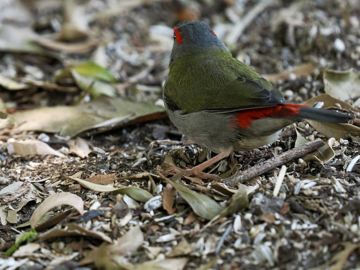 Red-browed Firetail - ML645849642