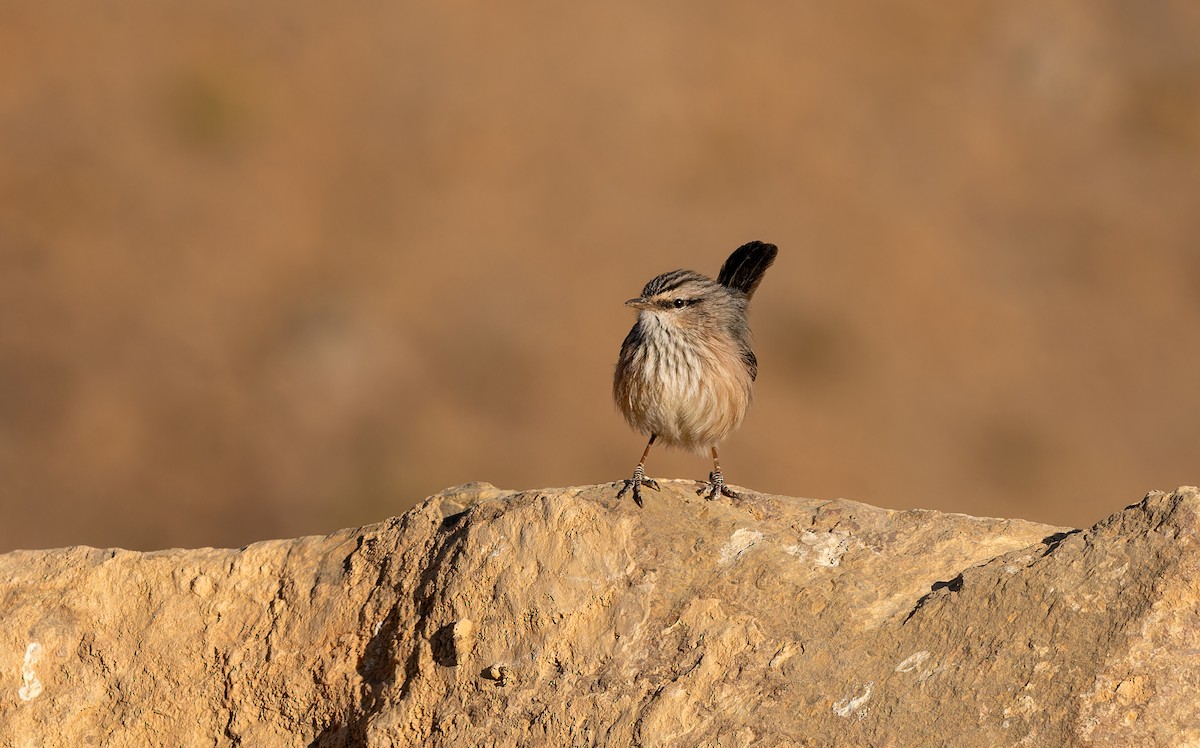 Scrub Warbler - ML645849648