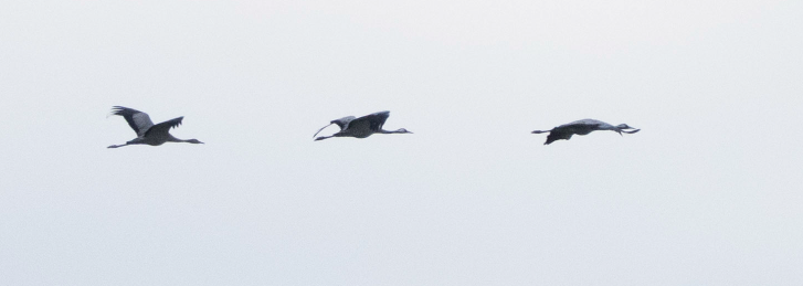 Common Crane - ML645849652