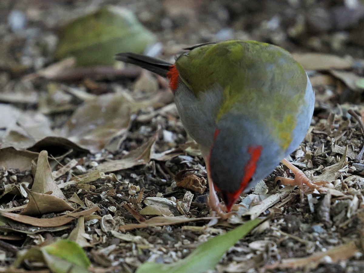 Red-browed Firetail - ML645849655