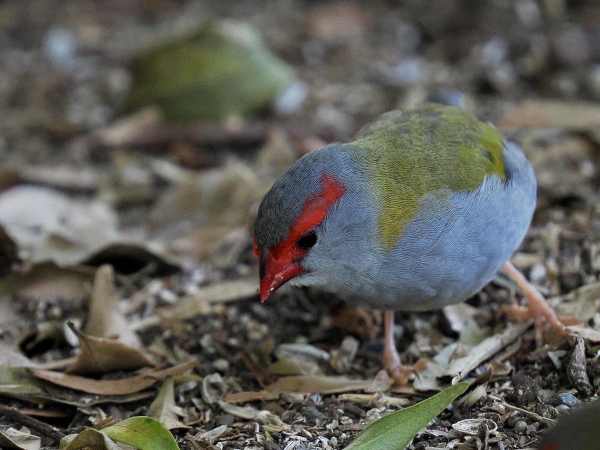 Red-browed Firetail - ML645849656
