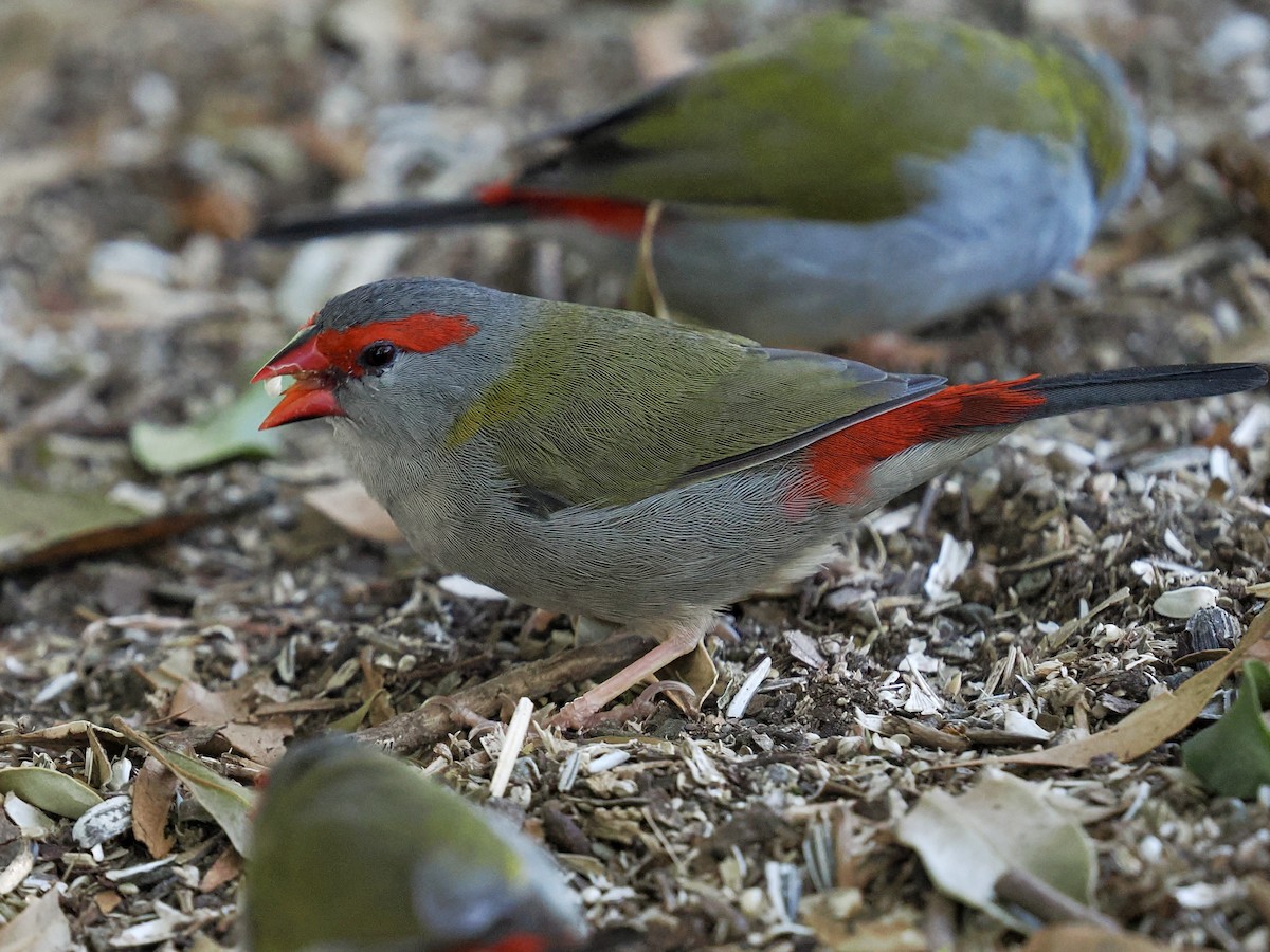 Red-browed Firetail - ML645849657