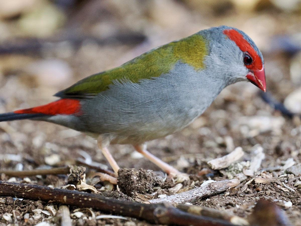 Red-browed Firetail - ML645849658