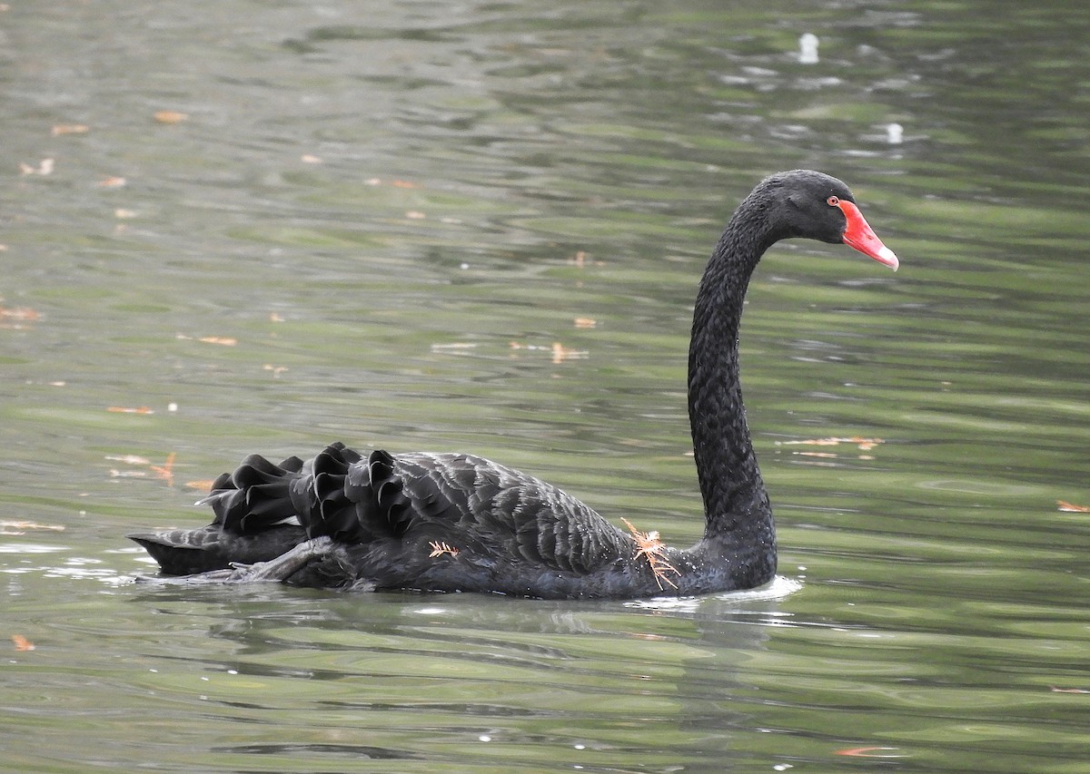 Black Swan - ML645849661