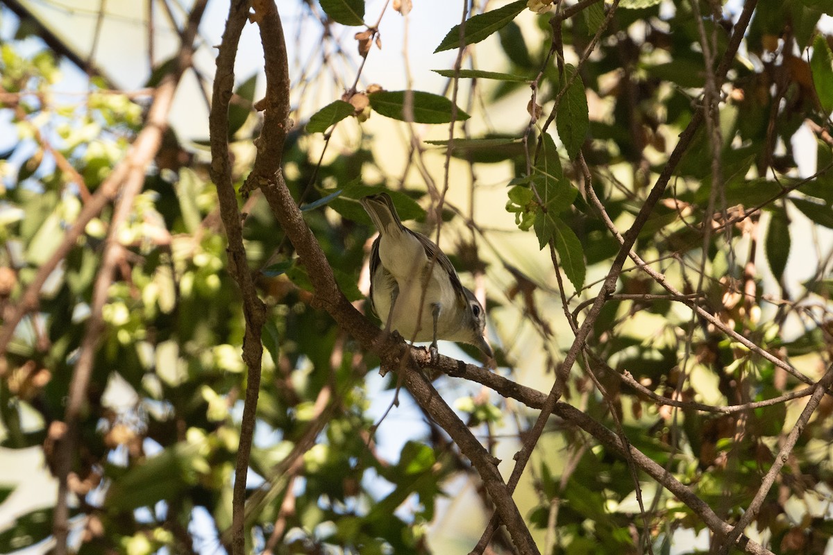 Cassin's/Plumbeous Vireo - ML645849666