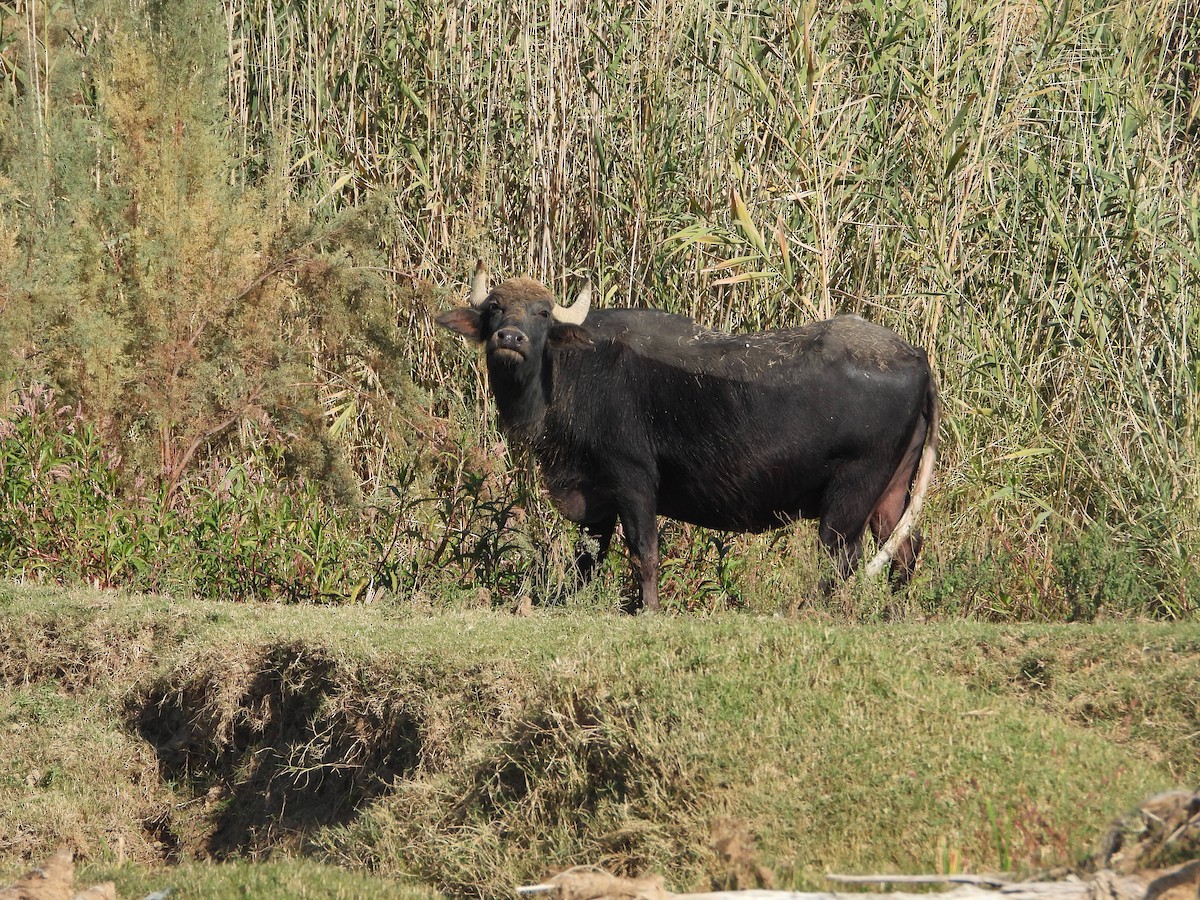 Water Buffaloes and Anoas - ML645849668