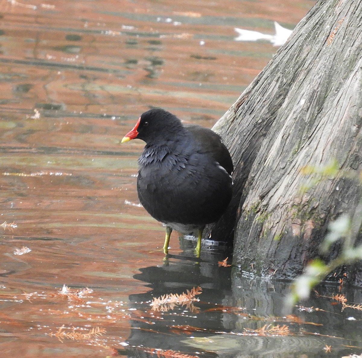 Eurasian Moorhen - ML645849682