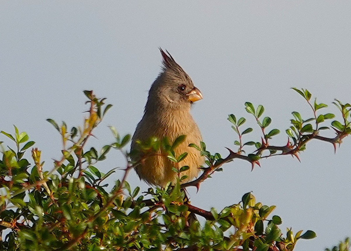 Pyrrhuloxia - ML645849689