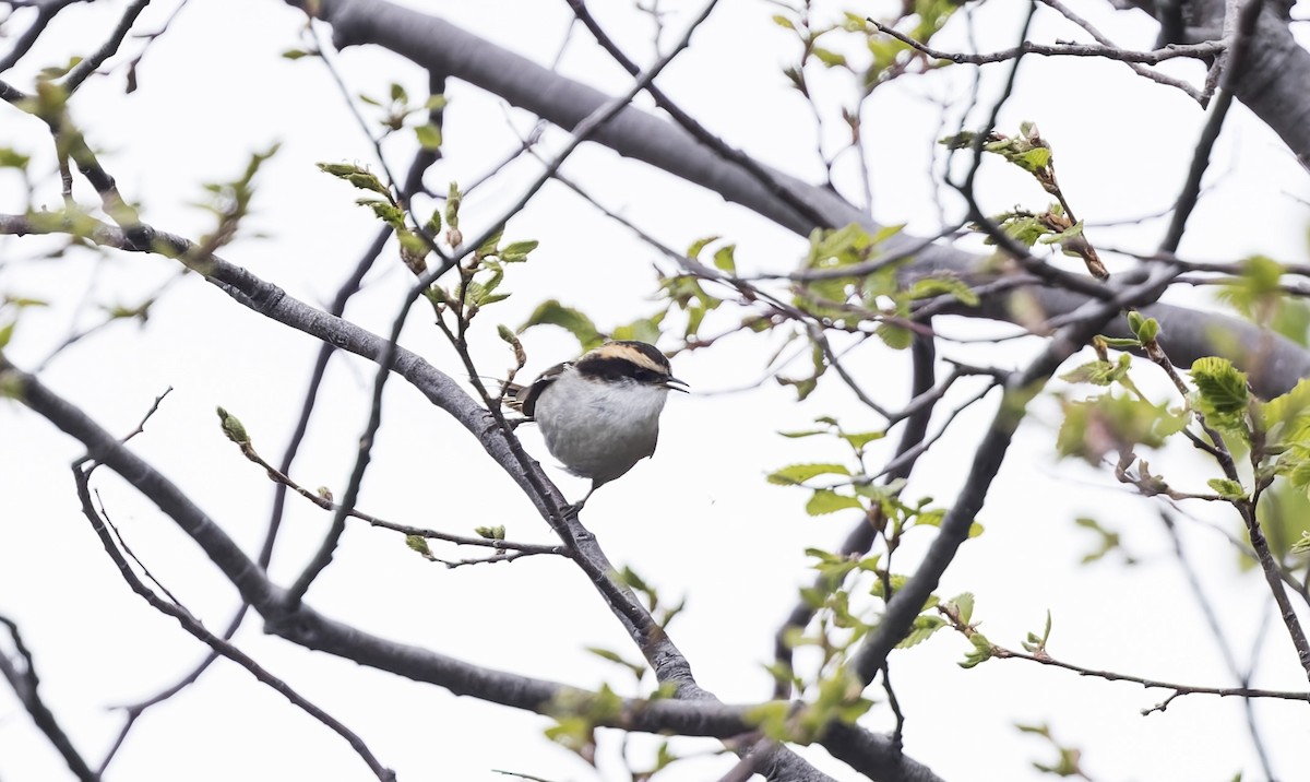 ハリオカマドドリ - ML645849691