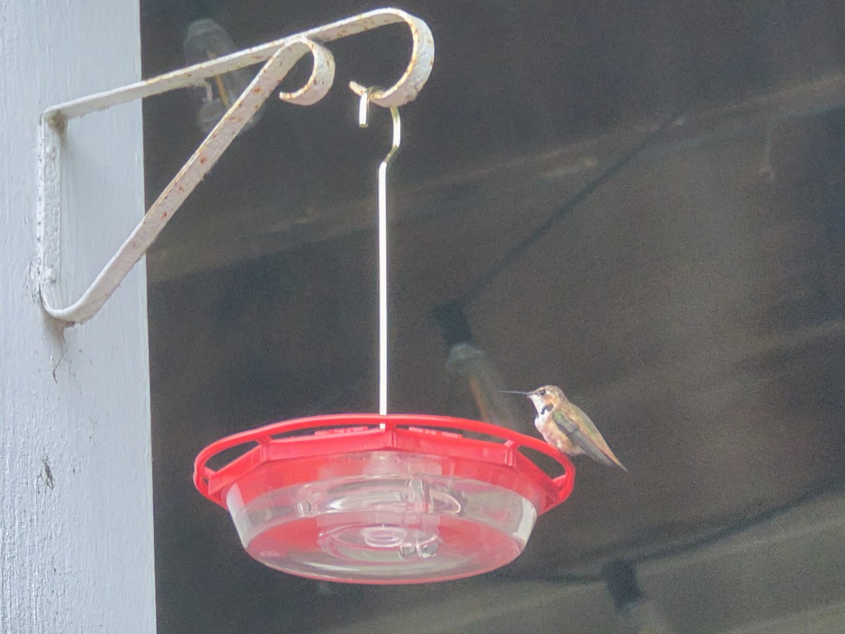 Rufous Hummingbird - ML645849692