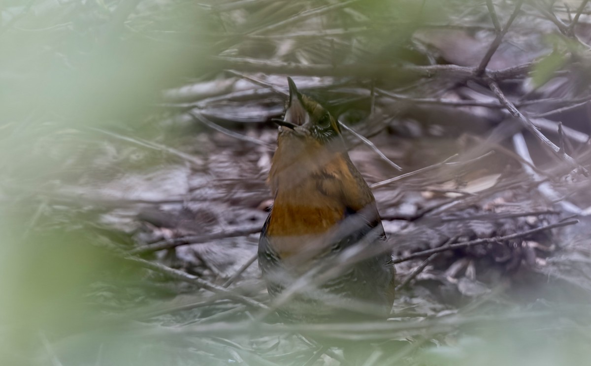 Chucao Tapaculo - ML645849695