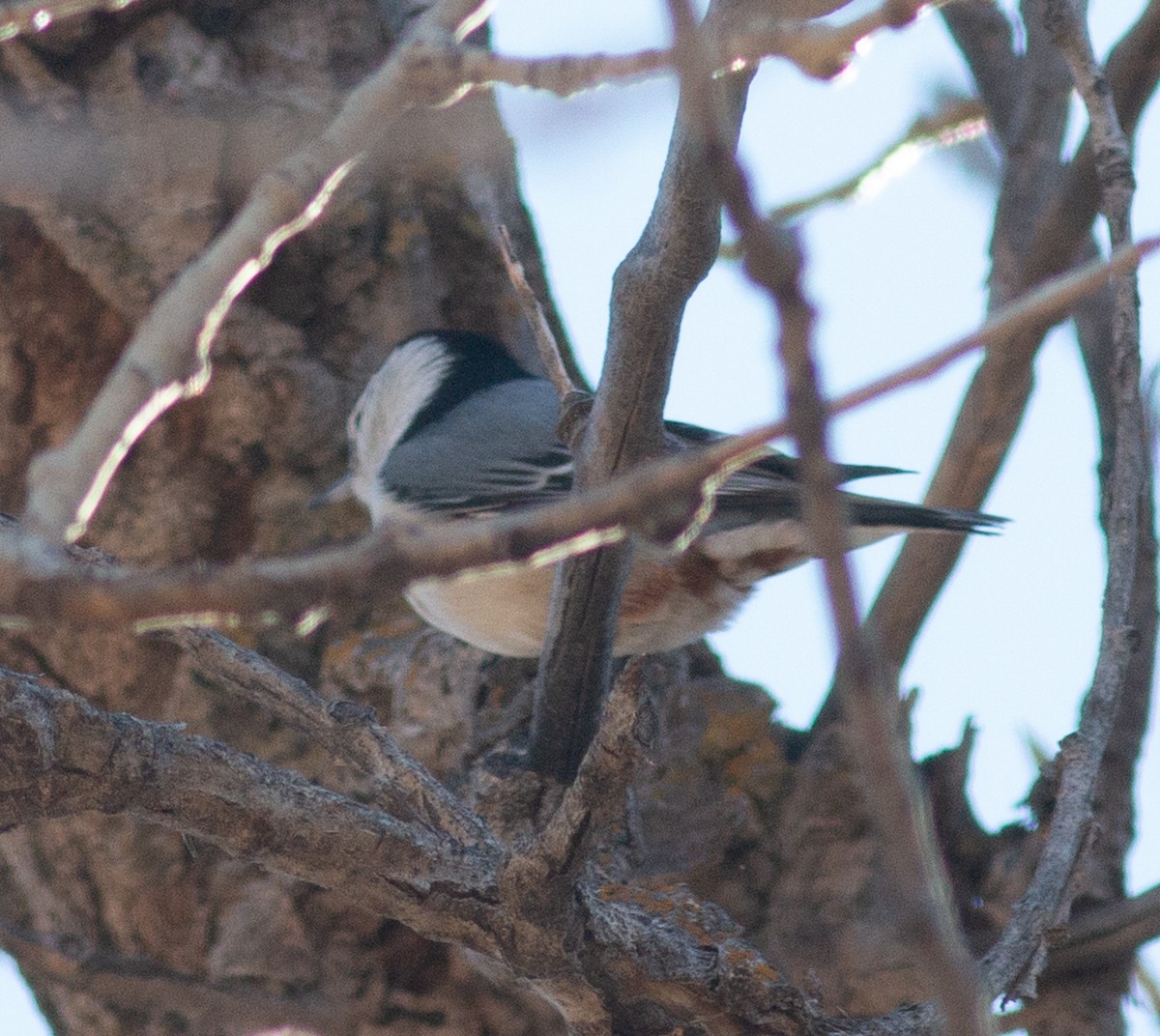 White-breasted Nuthatch - ML645849696