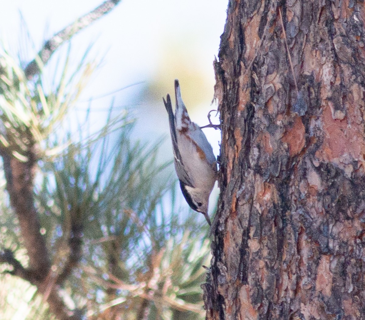 White-breasted Nuthatch - ML645849697