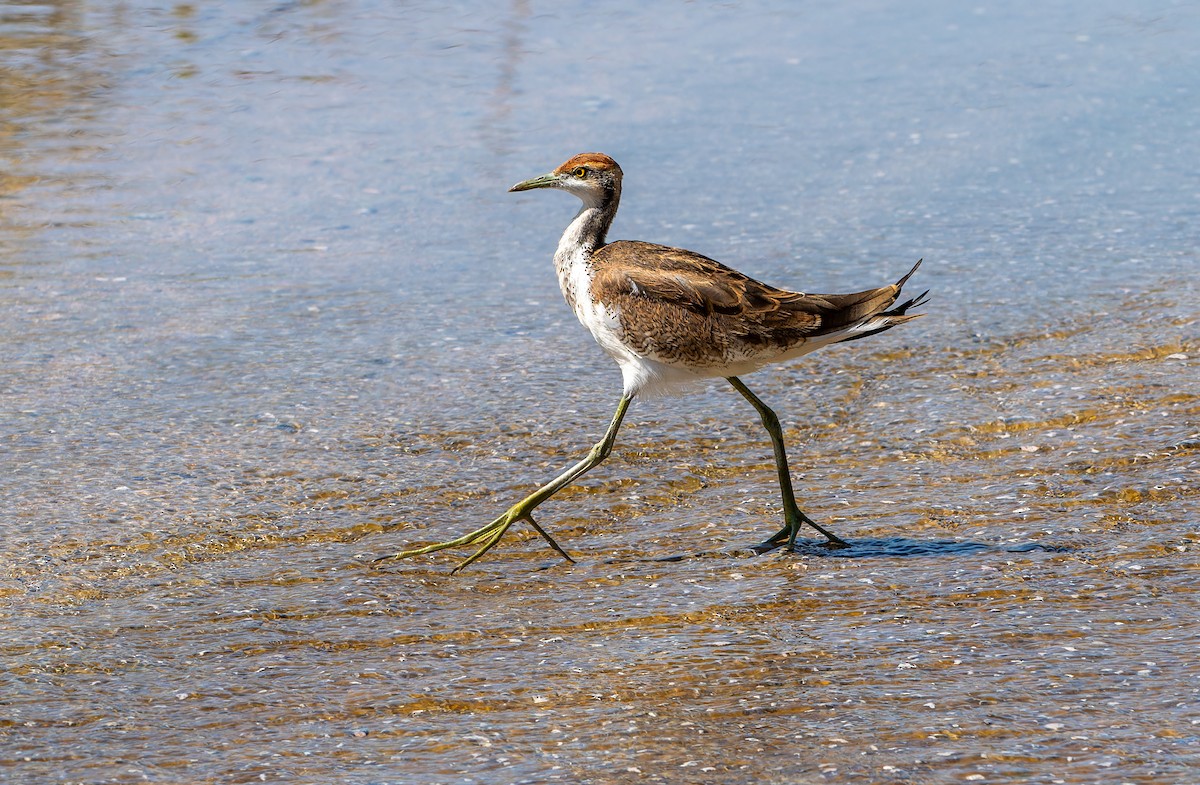 Фазанохвостая якана - ML645849698