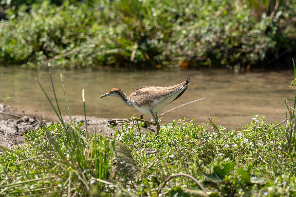 Фазанохвостая якана - ML645849699