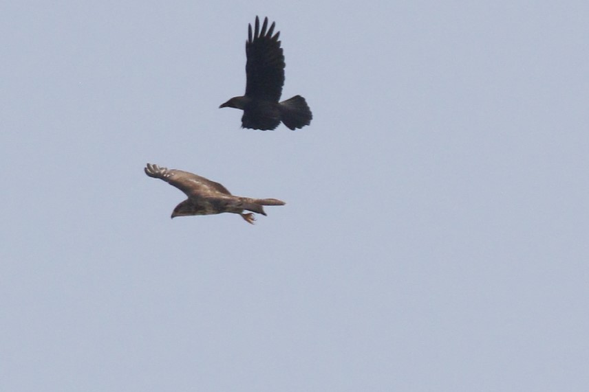 Buteo sp. - ML645849700