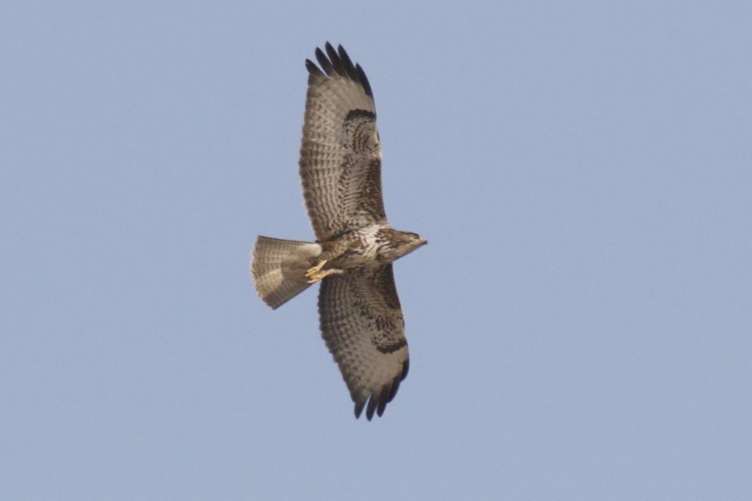 Buteo sp. - ML645849701
